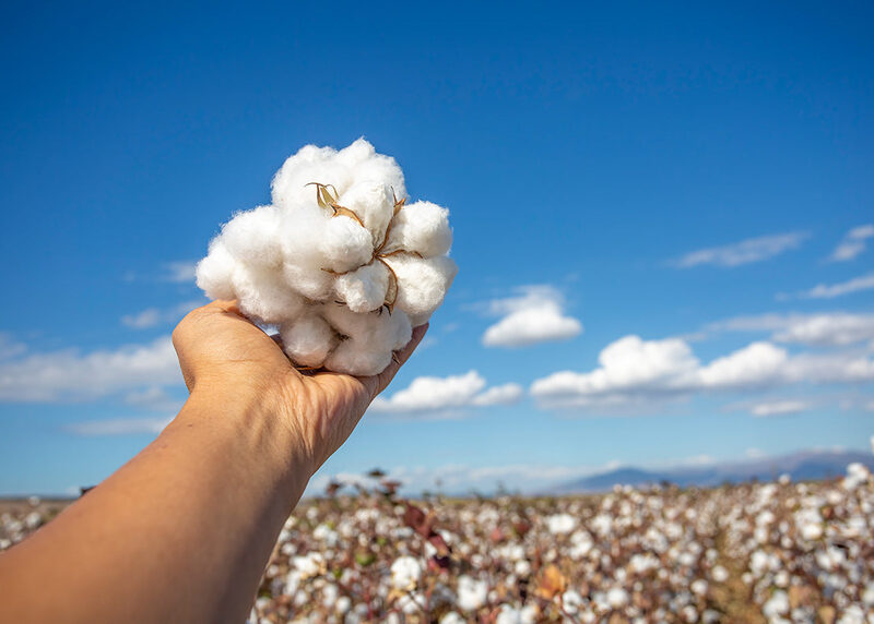SEYANTE's Luxury Bathrobes: An Unraveled Journey from Cotton Fields to Your Wardrobe